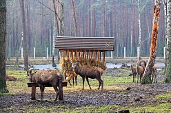 Беловежская пуща