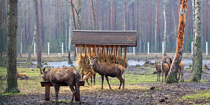 Беловежская пуща